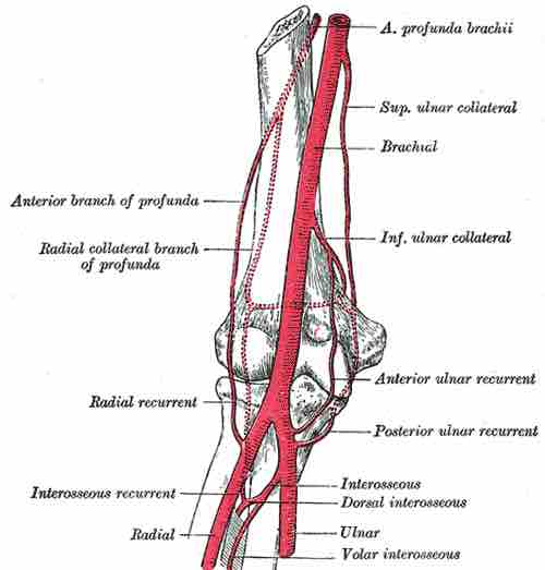 Elbow Joint