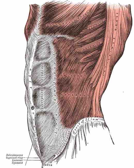 Location of the external obliques