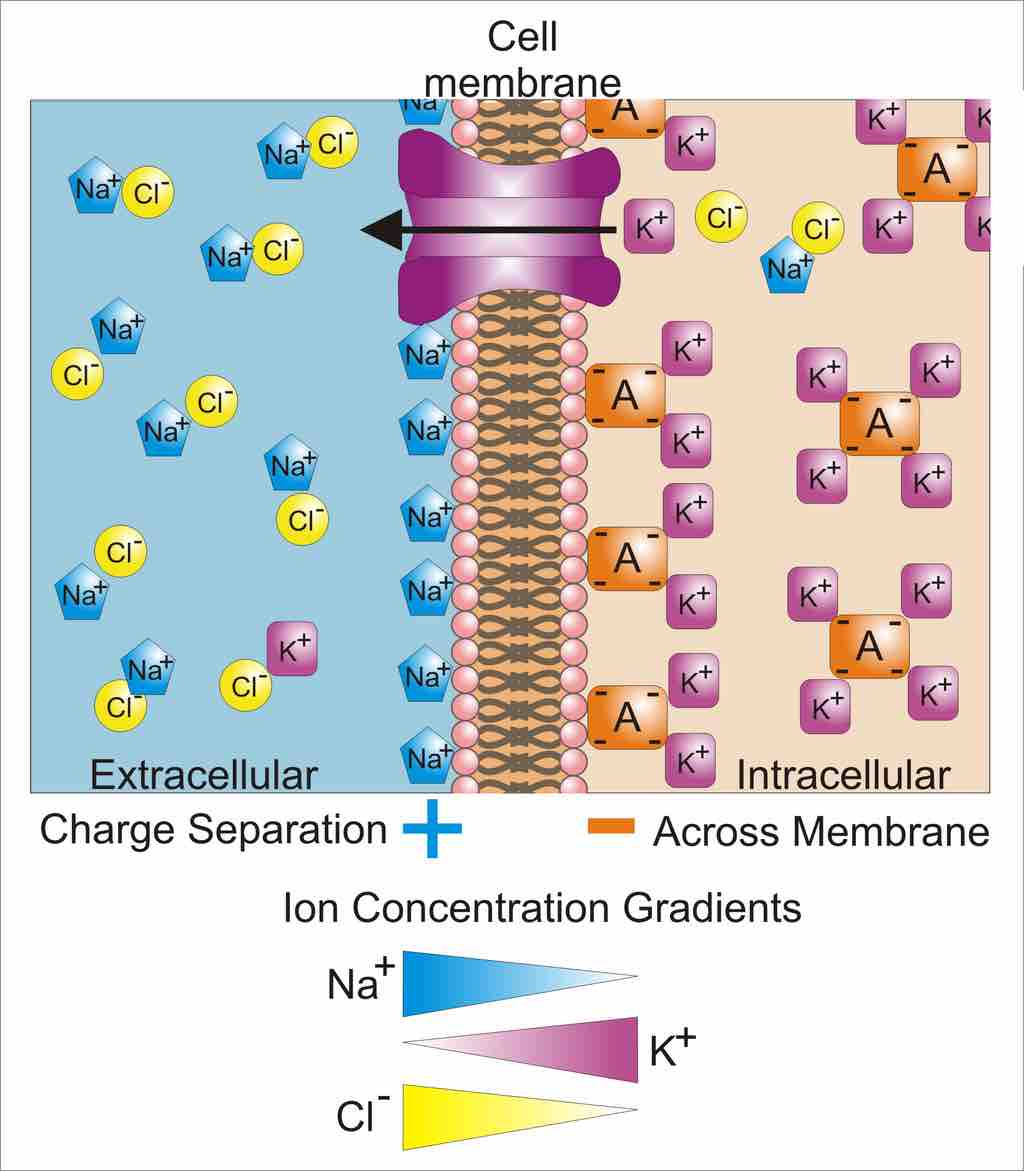 Cellular Membrane