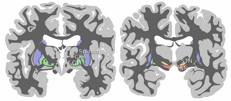 The Basal Ganglia