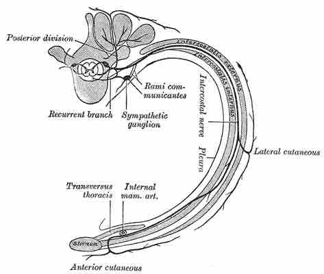 Course and branches of thoracic spinal nerve