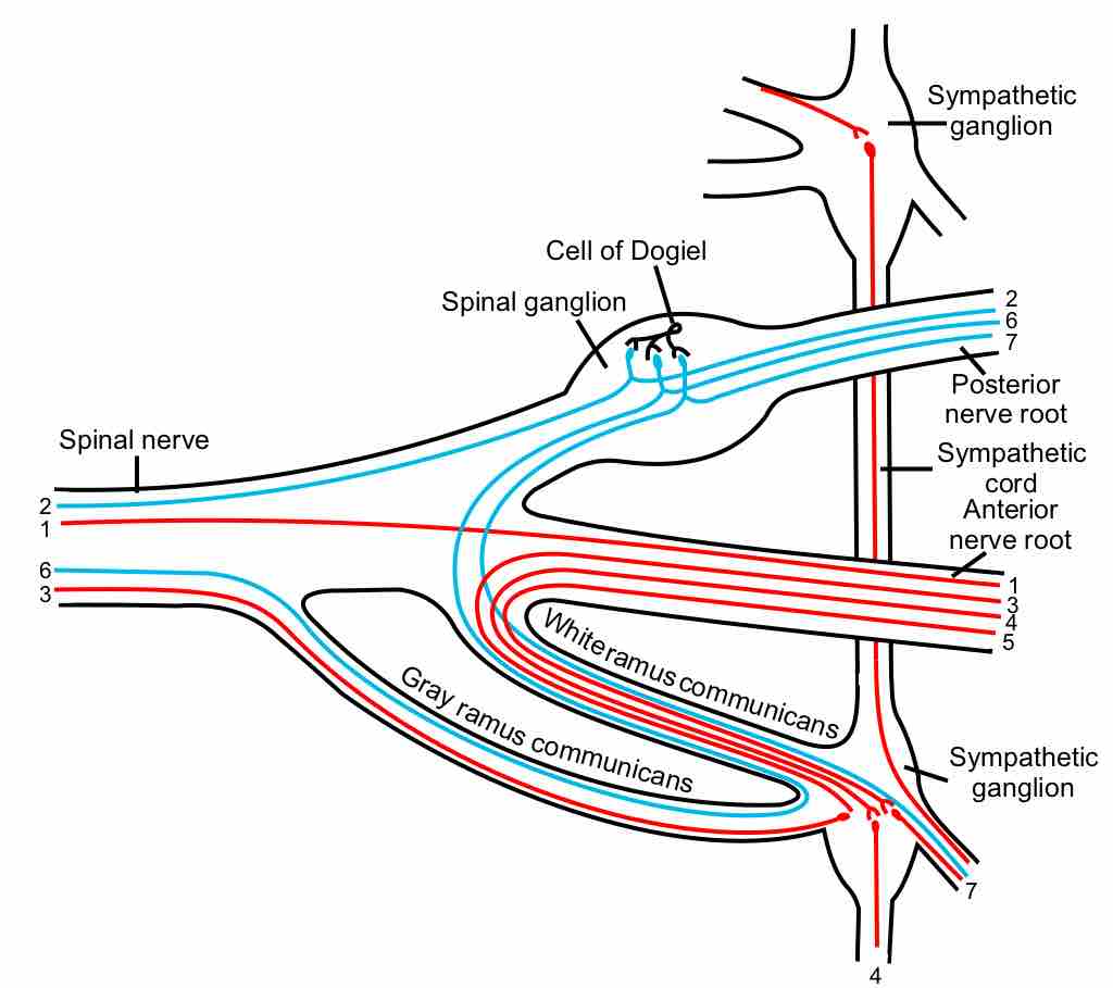 Spinal nerve