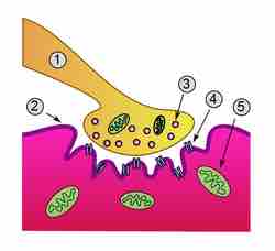 Figure 1. Detailed view of a neuromuscular junction