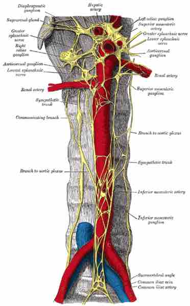 Sympathetic trunk