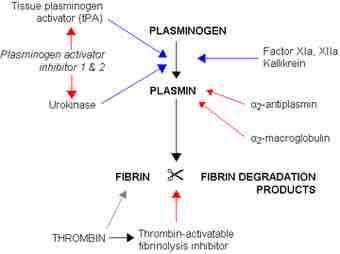 360px fibrinolysis