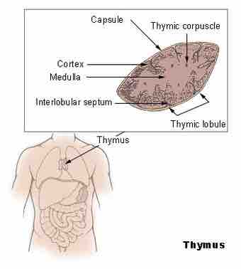 Illu thymus