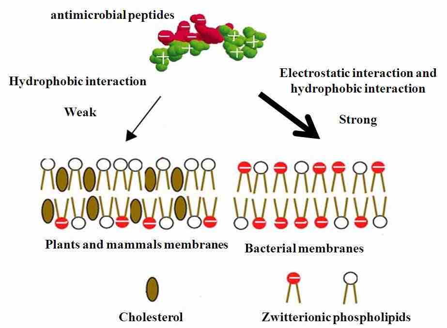 Mechanism of Selectivity of Antimicrobial Peptides