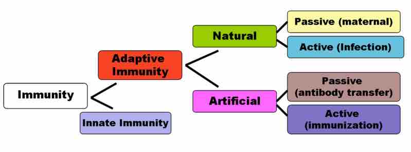 Innate and adaptive immunity in the immune system