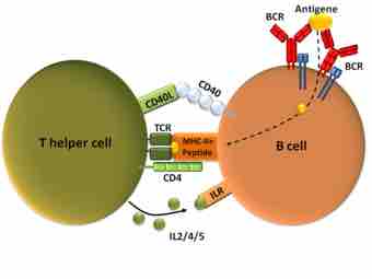 Ependent b cell activation