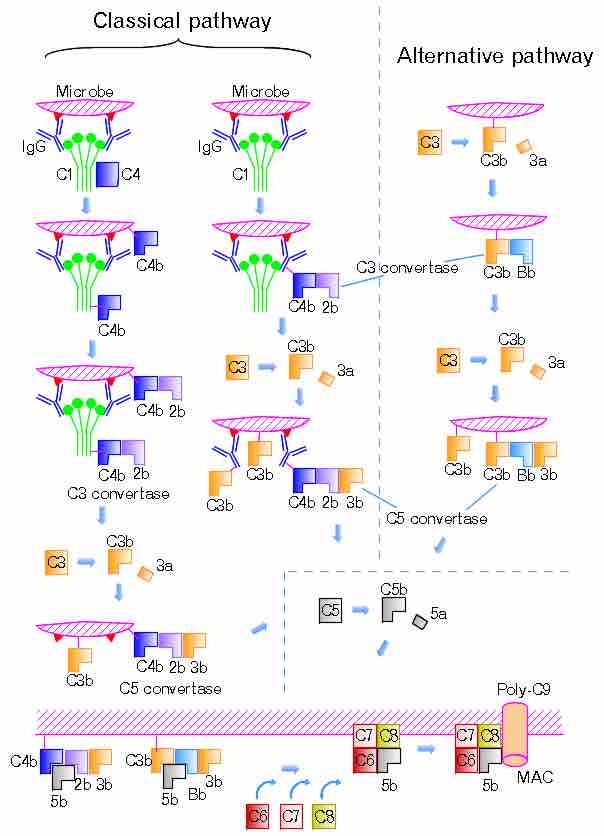 Complement Pathways