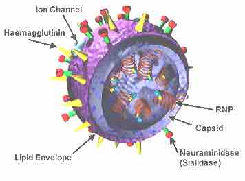 Structure (3D) of the Influenza Virus