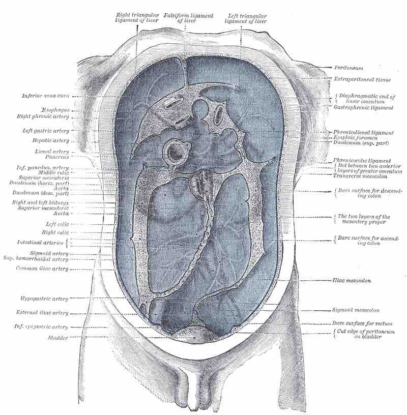 Peritoneum