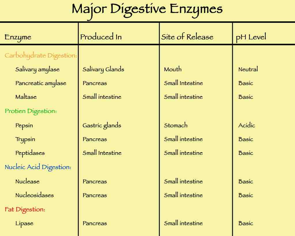 Digestive enzymes