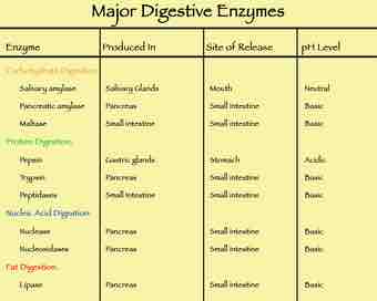 Major digestive enzymes