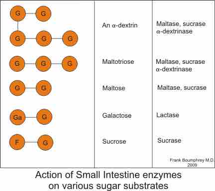 Carbohydrate Digestion