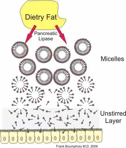 Lipid Digestion