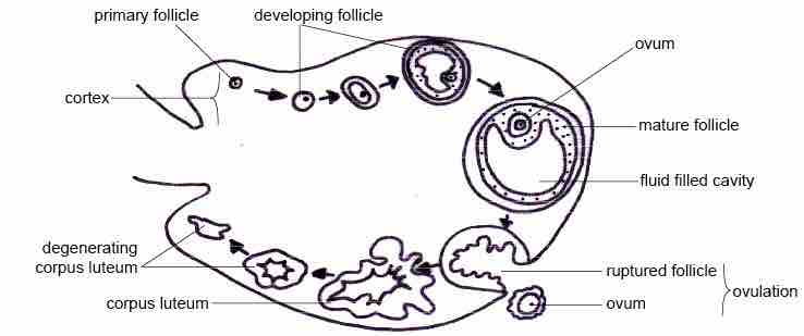 The ovarian cycle