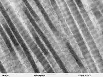 Ers of collagen type i tem