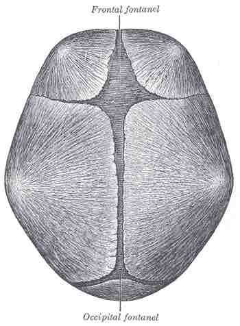 Superior view of infant skull