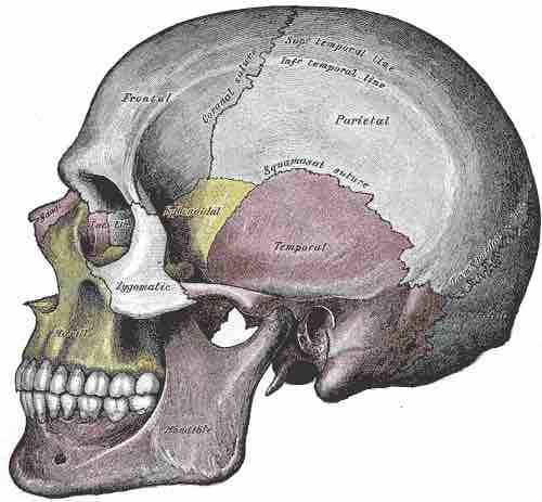 Cranial Sutures