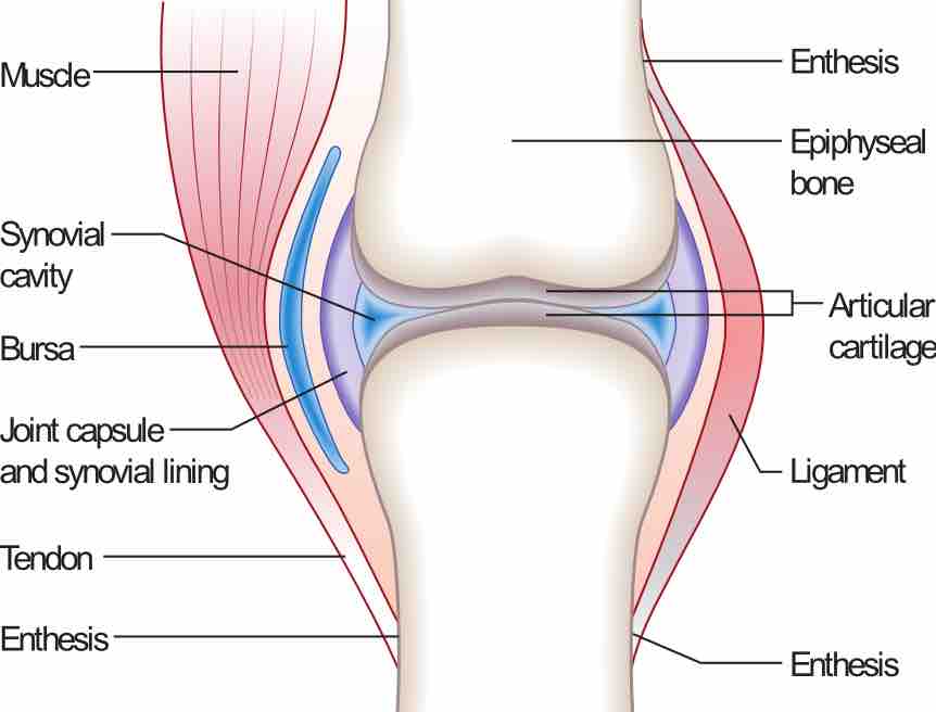 Synovial Joint