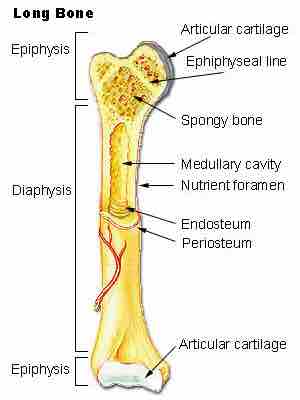 Epiphyseal Plate