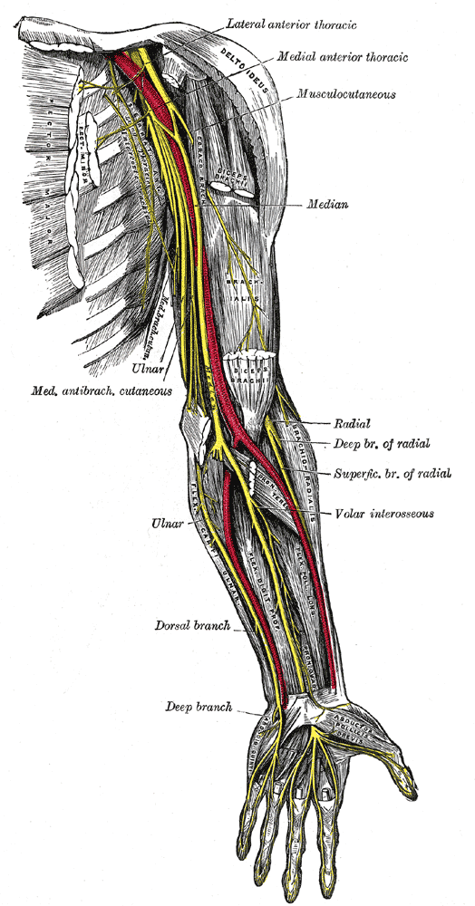 Nerves