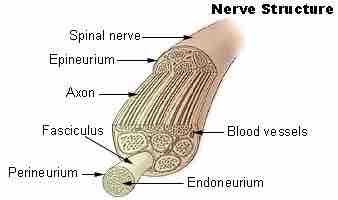 Anatomy of a nerve