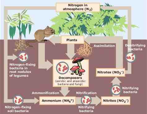 Nitrogen Cycling