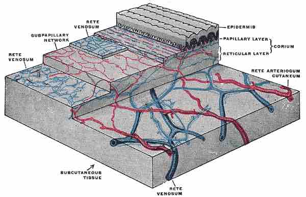 The dermis