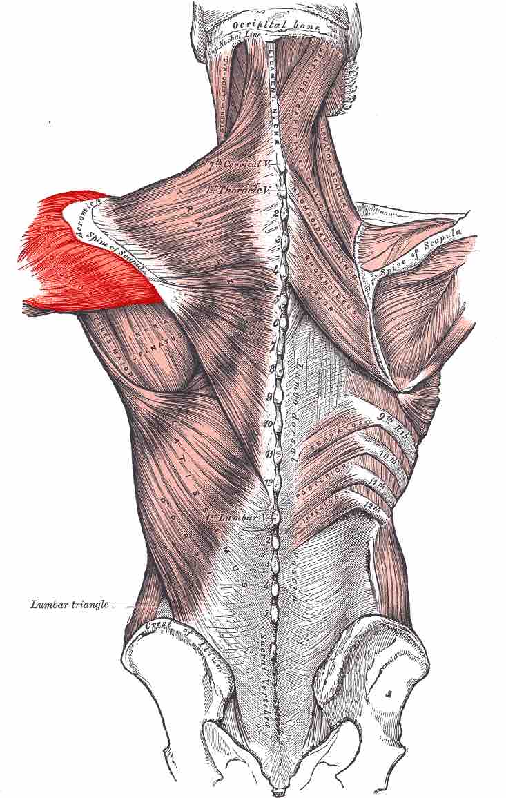 Location of the deltoid muscles