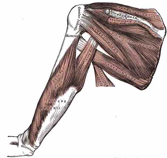 Muscles of the rotator cuff