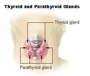 Illu thyroid parathyroid