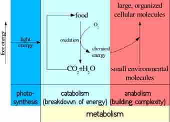 Biochemistry metabolism 1