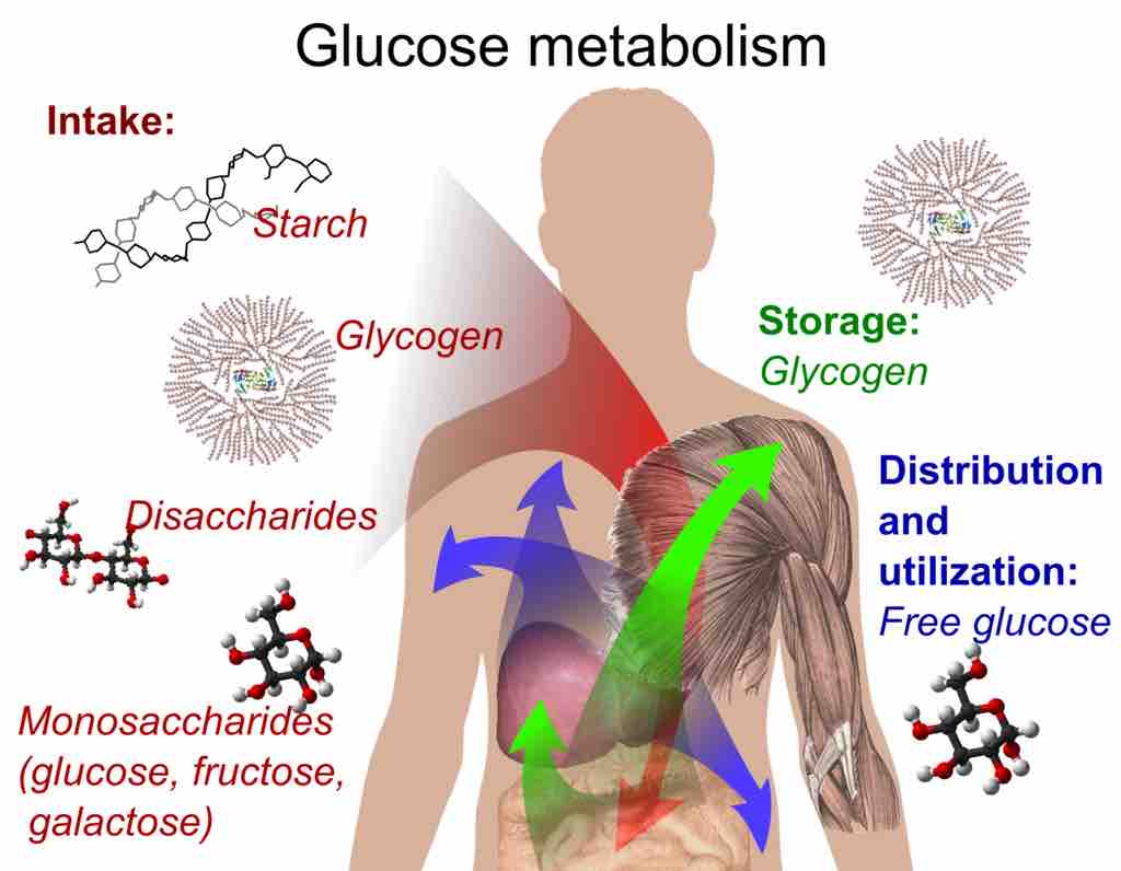 Glucose Metabolism