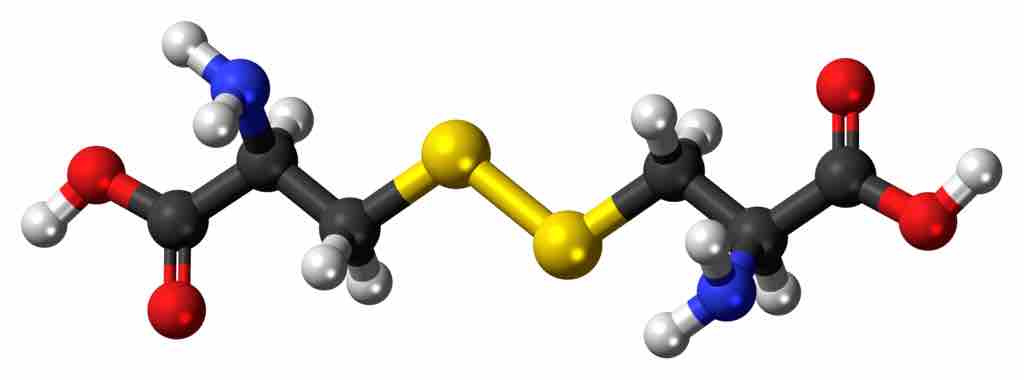 Amino Acid