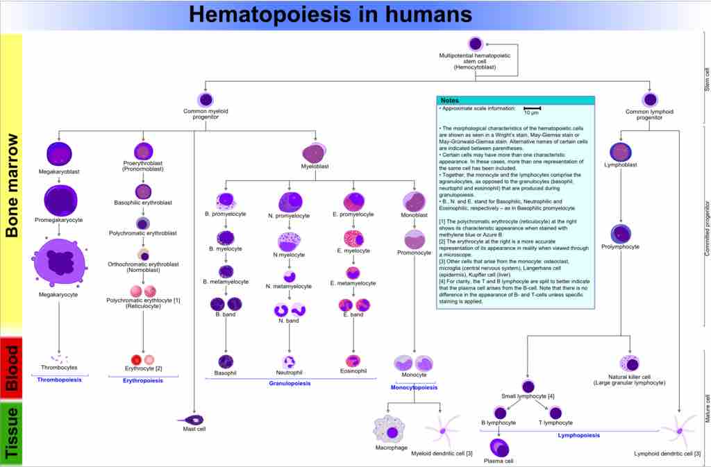 Hematopoeisis in humans