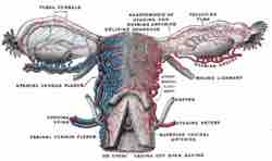 Ovary