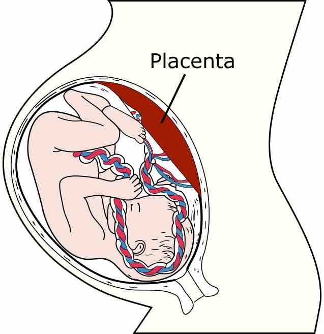 Placenta