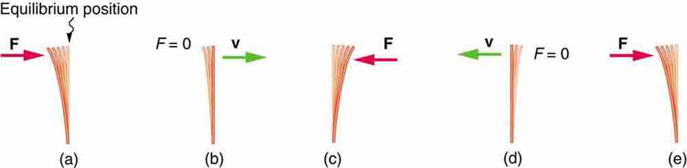 Restoring force, momentum, and equilibrium