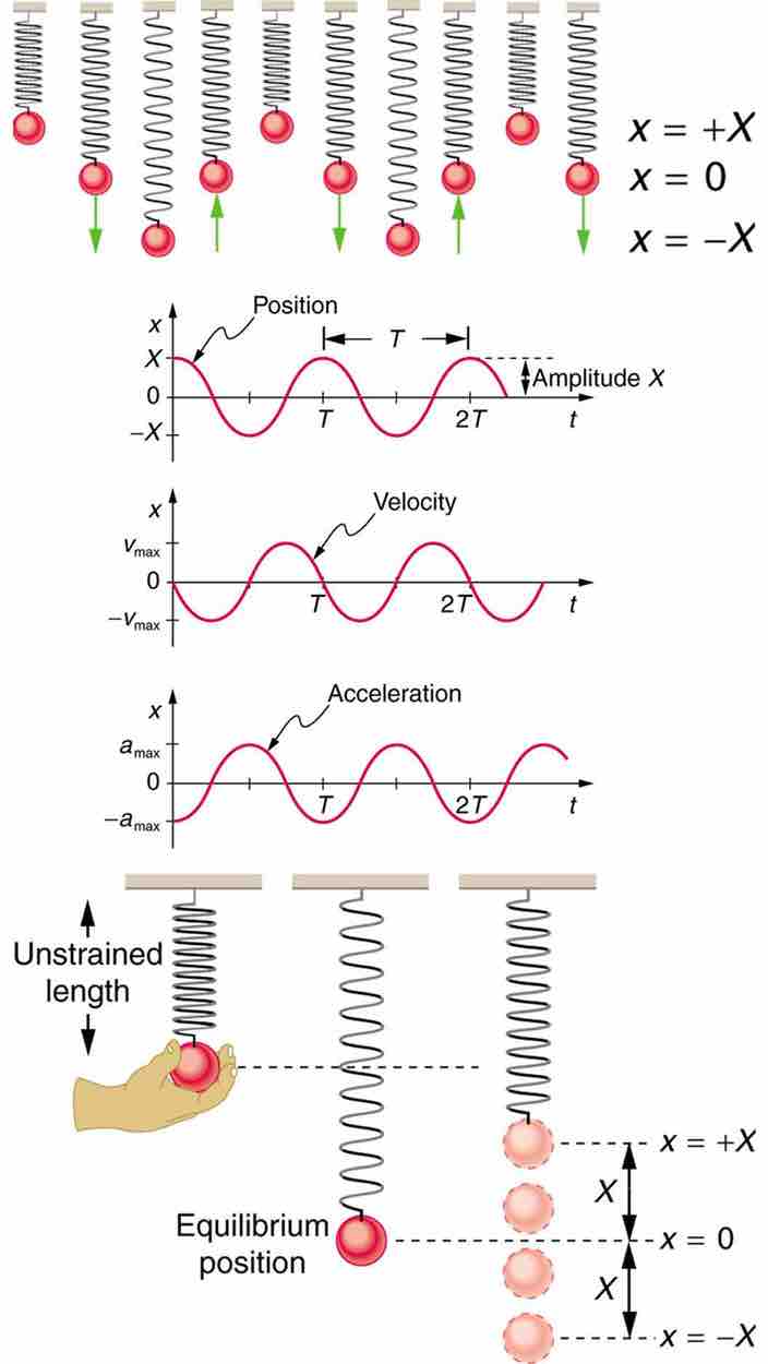 Visualizing Simple Harmonic Motion