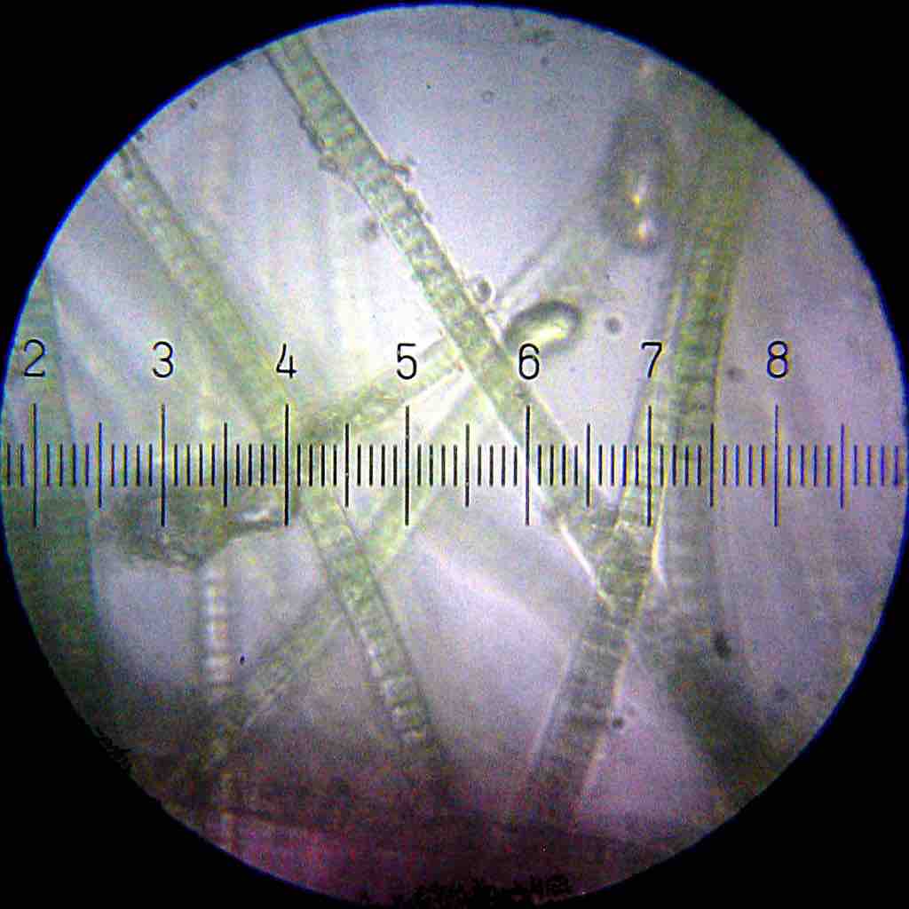 Cyanobacteria