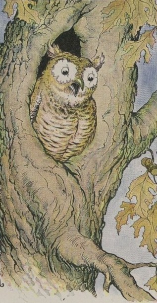 THE OWL