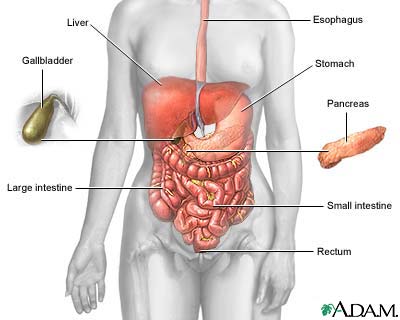 Digestive system Digestive system