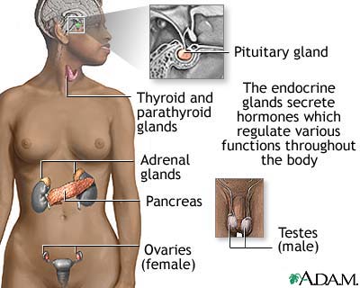 Endocrine glands Endocrine glands