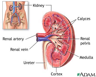 Kidney anatomy