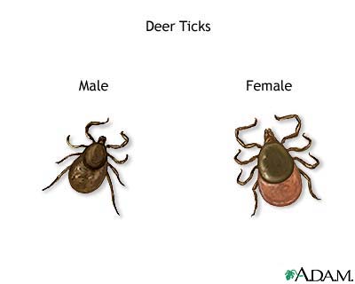 Deer ticks Deer ticks