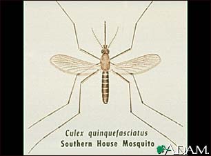 Mosquito, adult Mosquito, adult