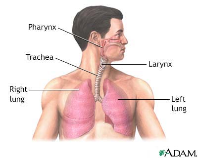 Normal lung anatomy