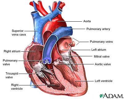 Heart valves - anterior view Heart valves - anterior view